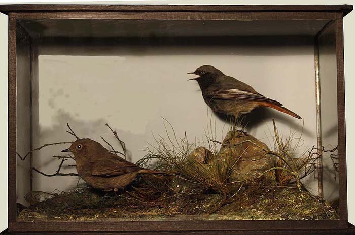 Black Redstarts Big[1].JPG